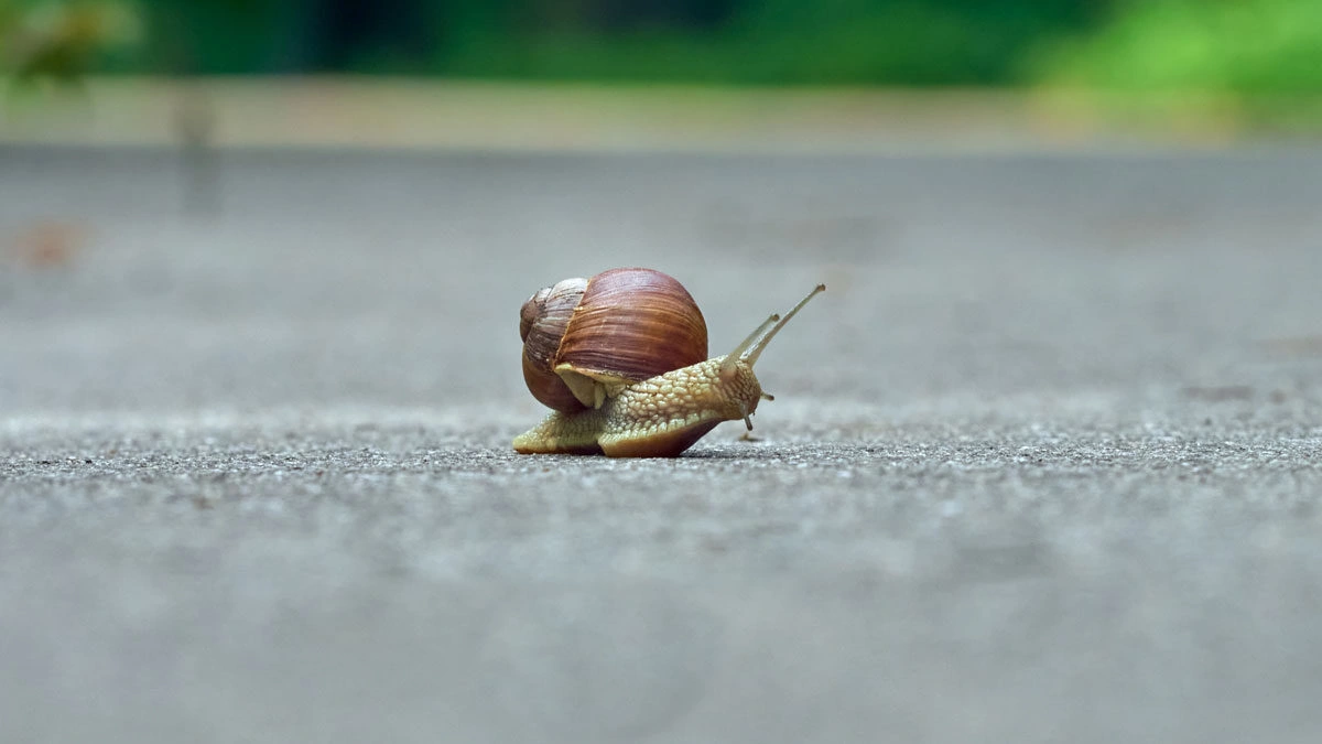 most common wordpress website performance issues